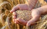 توزیع ۱۴ هزار تن کود کشاورزی در استان لرستان